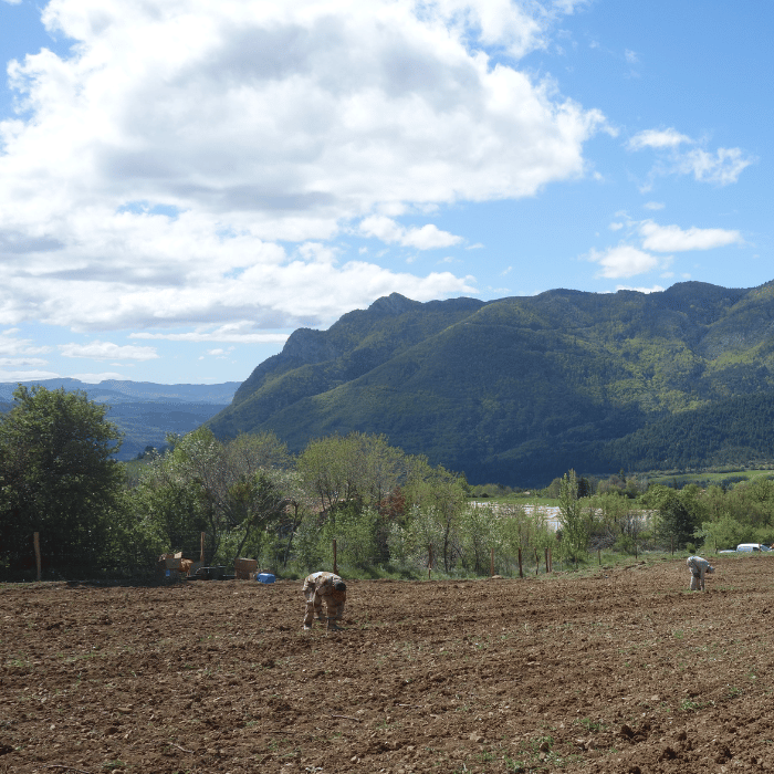 les premières plantattions. Domaine des Quatre Chemins Hautes Alpes